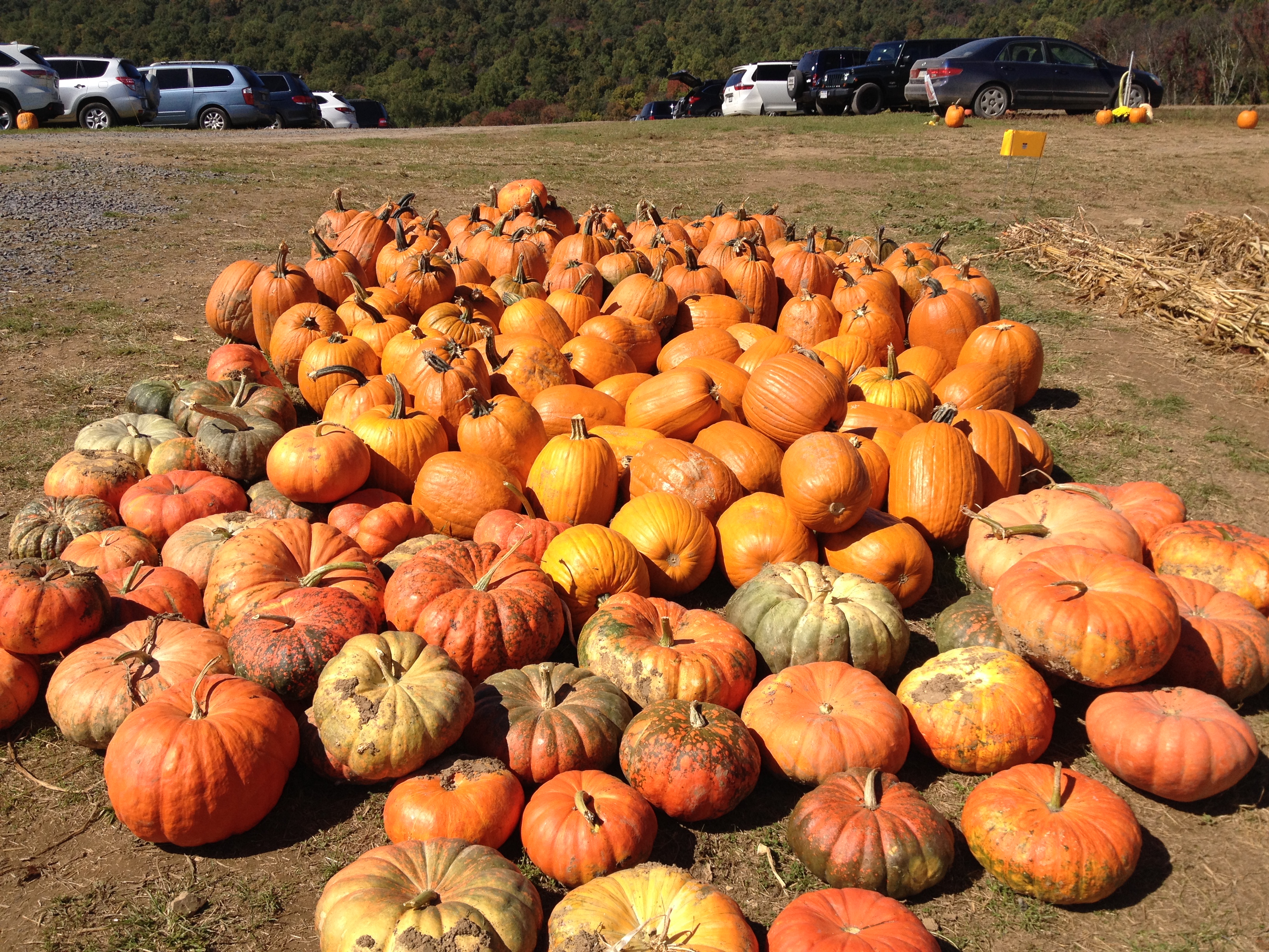 Pumpkin Patch - Discover Fairfax Virginia